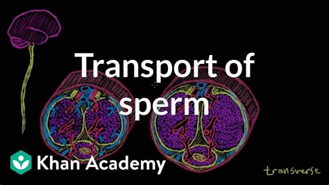 Transport of sperm via erection and ejaculation .